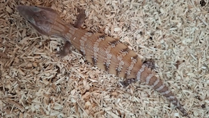 Blauzungenskink Tiliqua scincoides intermedia 