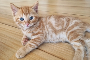 5 wunderschöne, liebevoll aufgezogene Kitten   geimpft & entwurmt