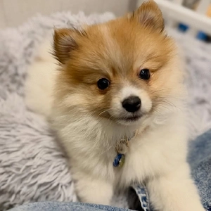 Super süßer, flauschiger Pomeranian Zwergspitz Welpe (13 Wochen) sucht ein Zuhause!