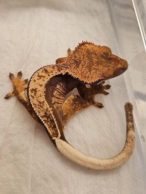Kronengecko 0.0.1 Nachzucht Correlophus Ciliatus 