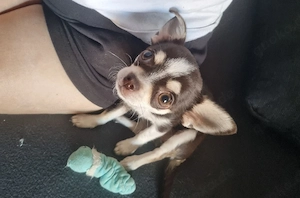 Chihuahua Welpe sucht neues Zuhause 