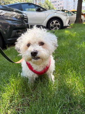 Bob, freundlicher  Bichon-Frisé Mischling sucht sein Zuhause