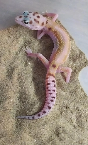 Leopardgecko Weibchen NZ 2026