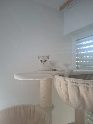 Reinrassige BKH kitten mit Stammbaum 