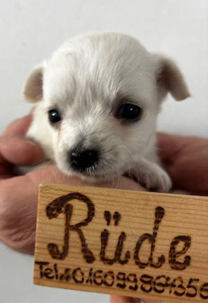 Chihuahua Welpen suchen ihr Zuhause