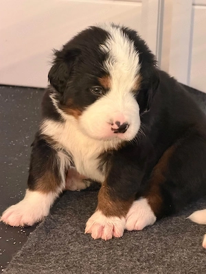 Bernese Mountain Dog Welpen suchen liebevolles Zuhause