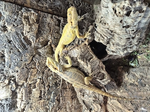  Bartagamen-Nachzuchten Pogona vitticeps von 2025