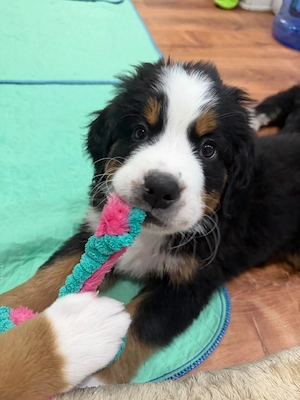 Bernese Mountain Dog Welpen   liebevoll aufgezogen, Abgabe ab 23.08.2026