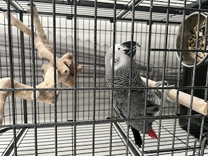 Graupapagei