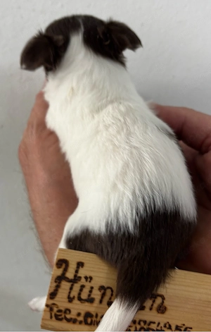 Chihuahua Welpen suchen ihr Zuhause Bild 6