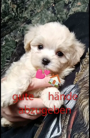 Ich gebe dieses weiße Bonbon in vertrauenswürdige Hände (siehe Beschreibung)