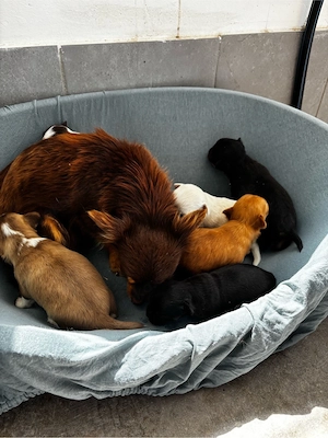 Chihuahua Welpen suchen ihr Zuhause Bild 8
