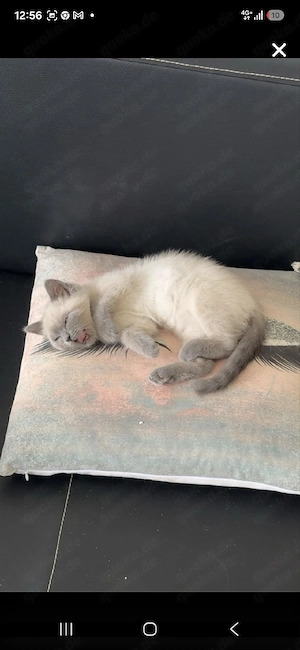 britisch kurzhaar bkh kitten, abgabebereit 