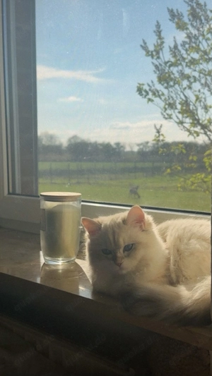 Liebevolles Zuhause für BLH-Katze gesucht  Bild 4