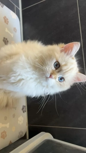 Liebevolles Zuhause für BLH-Katze gesucht  Bild 2