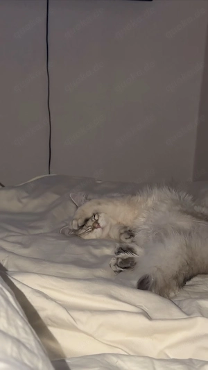 Liebevolles Zuhause für BLH-Katze gesucht  Bild 3