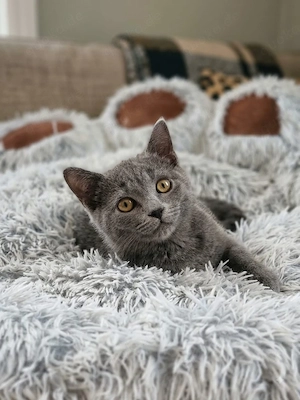 BKH-Siam-Mix Kitten suchen ein liebevolles Zuhause! 