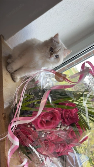 Liebevolles Zuhause für BLH-Katze gesucht 