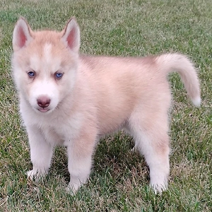 Siberian-Husky-Welpen suchen ein Zuhause für immer.