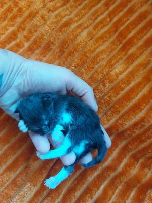 5 süße Katzenbabys suchen ein liebevolles Für-immer-Zuhause