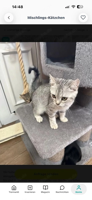 Katzenbabys