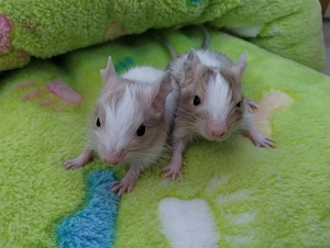 5 mega tolle Degu Brüder,Kids:Blue-non,Schoko,Sandschecken suchen ihr Zuhause im Glück