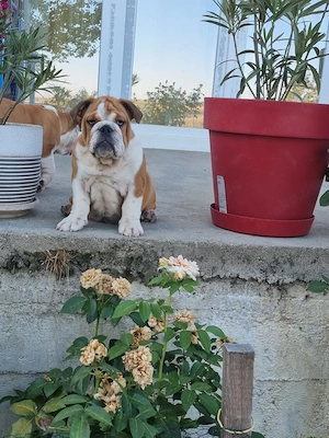 Weiblicher Englischer-Bulldogge-Welpe