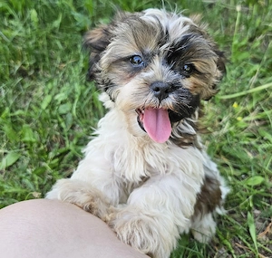Yorkshire Terrier  Shih-Tzu Rüde