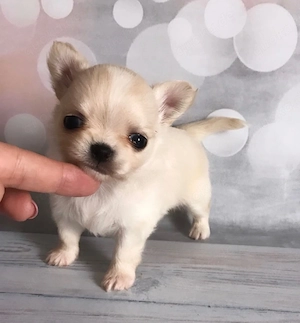 Bezaubernde Chihuahuawelpe
