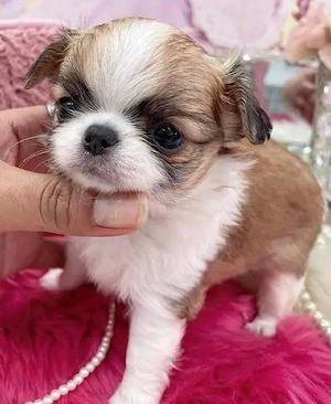 Chihuahua welpen