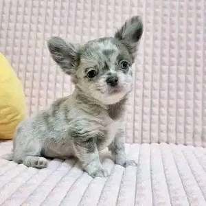 Mini Chihuahua 