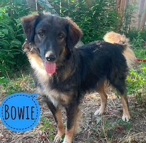 Bowie, wunderhübscher Traumhund, Collie Mix
