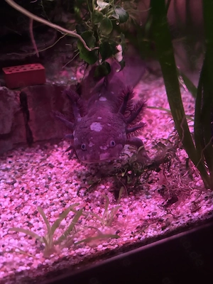 ausgewachsenes Axolotl Männchen gesucht Bild 3