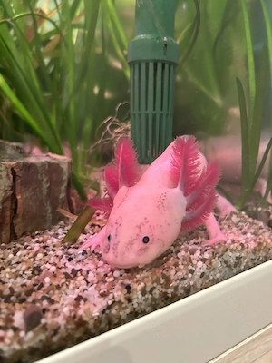 ausgewachsenes Axolotl Männchen gesucht Bild 2