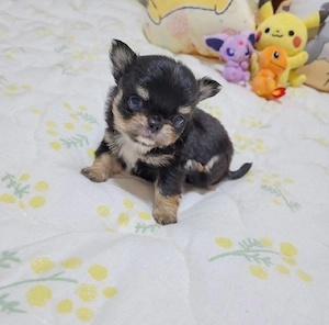 Bezaubernde Chihuahuawelpe