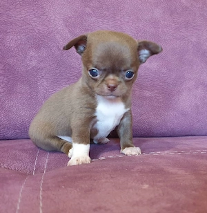 Chihuahua Welpen ,reinrassig, liebevoll aufgezogen