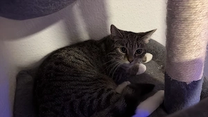 mix katze 