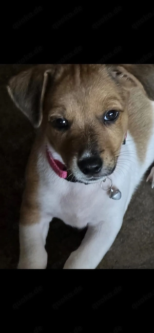 Jack Russel Hündin Maya
