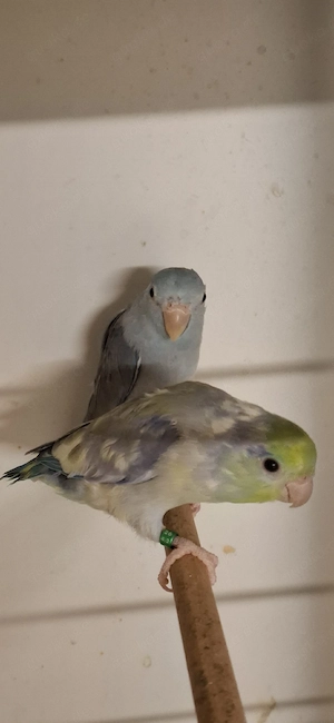 Sperlingpapagein 