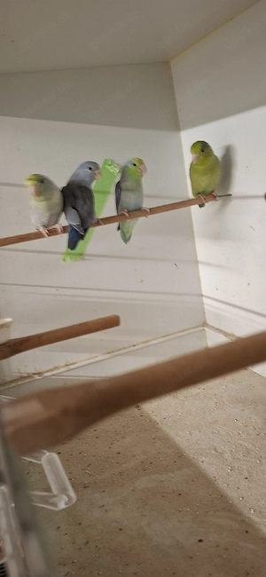 Sperlingpapagein 