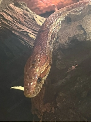 Kornatter (nur in erfahrene Hände) 