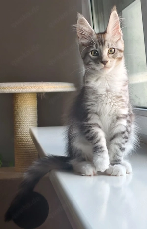 Maine coon kitten 