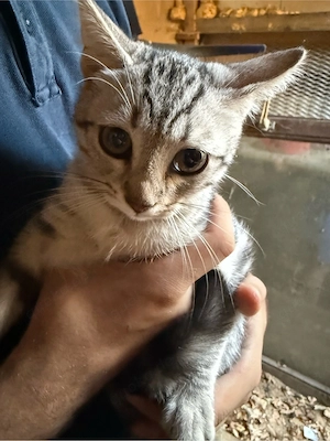 Getigerte kitten suchen neues zuhause