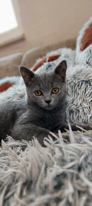 Süße BKH-Siam-Mix Kitten in Blue & Black suchen ein liebevolles Zuhause! 