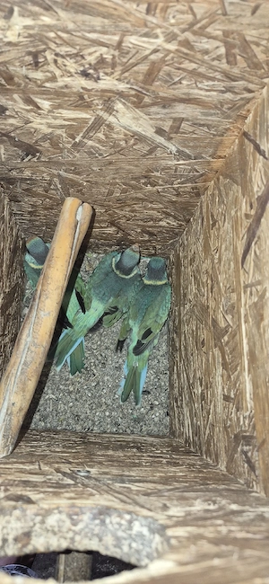 sittiche vögel 