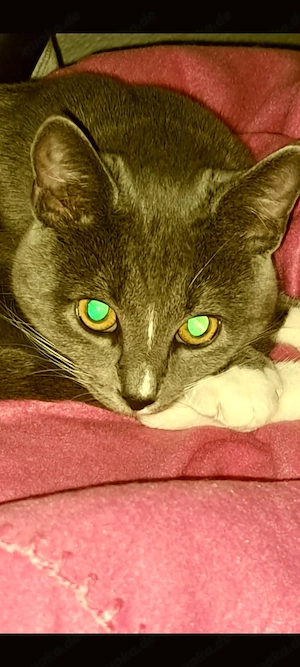Eine Süße katzen dringend abzugeben Grau Weiß leicht getiegert.