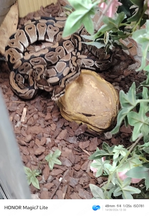 2 Weibliche Königsphytons inkl. Grossem Terrarium 