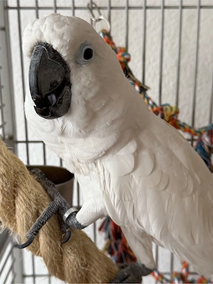Papagei Kakadu Ronny 6 Jahre alt 