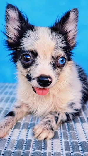 Chihuahua Rüde 