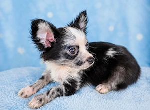 Chihuahua Rüde 